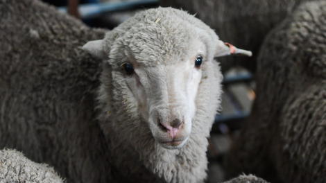One of the new lambs born from 50-year-old semen.